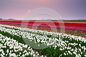 Sunset over colorful tulip field