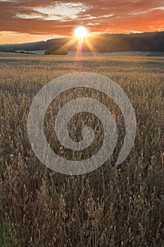 Sunset over corn field