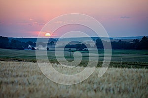 Sunset over corn field, summer evening