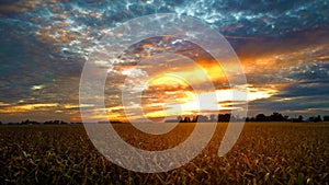 Sunset over cornfield