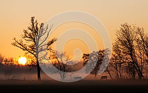 Sunset over cows in a foggy field