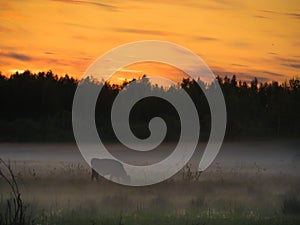 Sunset over cows in a foggy field.