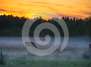 Sunset over cows in a foggy field.