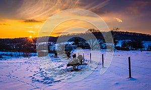 Sunset over cows in a snow-covered farm field in Carroll County photo
