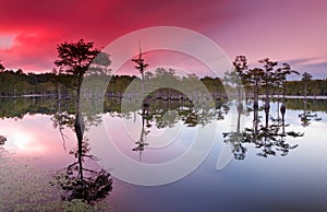 Sunset over cypress trees