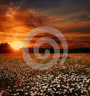 Sunset over daisies field