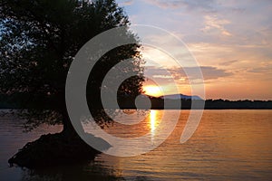 Sunset over Danube river with a tree in the water