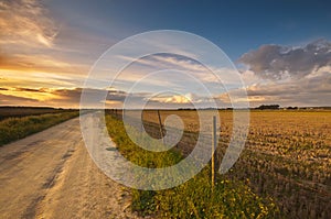 Sunset over dry ricefield