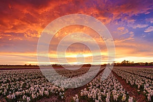 Sunset over a dutch flower field with hyacinth