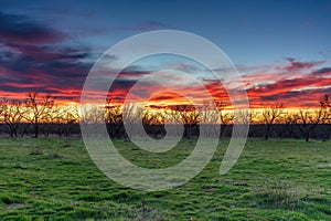 Sunset over farm pasture. Green grass outline of mesquite trees. Yellow, orange, gold sunset in blue sky.