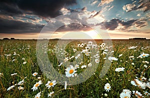 Sunset over field with chamomile flowers