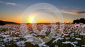 Sunset over a field of chamomile