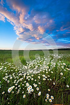 Sunset over a field of chamomile