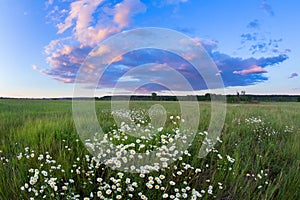 Sunset over a field of chamomile