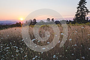 Sunset over a field of flowers