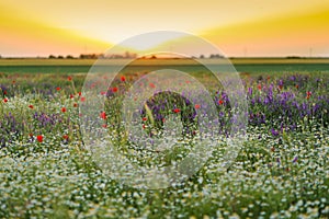 Sunset over a field of poppies and chamomile