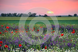 Sunset over a field of poppies and chamomile