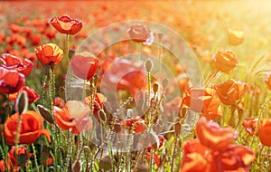 Sunset over field with Red poppies