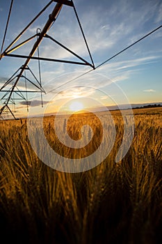 Sunset over a field of ripe wheat. The grain is ripe and ready for harvest and above you can see the irrigation system