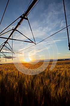 Sunset over a field of ripe wheat. The grain is ripe and ready for harvest and above you can see the irrigation system