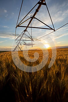 Sunset over a field of ripe wheat. The grain is ripe and ready for harvest and above you can see the irrigation system