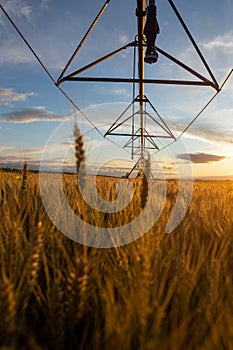 Sunset over a field of ripe wheat. The grain is ripe and ready for harvest and above you can see the irrigation system