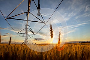 Sunset over a field of ripe wheat. The grain is ripe and ready for harvest and above you can see the irrigation system