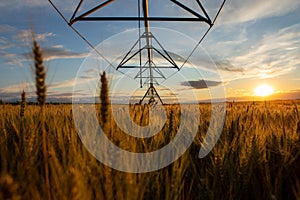 Sunset over a field of ripe wheat. The grain is ripe and ready for harvest and above you can see the irrigation system