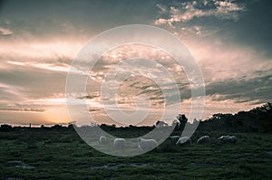 Sunset over field with sheeps