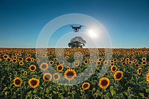 Sunset over the field of sunflowers and flying drone