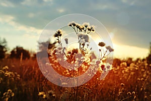 Sunset over field of wild land