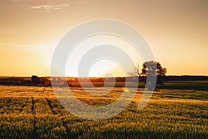 Sunset over a field of young wheat