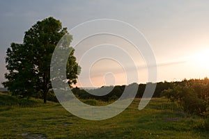 sunset over fields with a huge tree