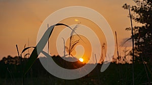 Sunset over the fields