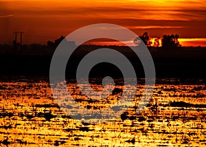 Sunset over flooded rice crop with egret