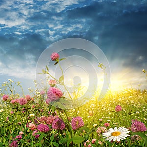 Sunset over a flower field.