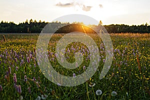 Sunset over flowering Bistort meadow in the Black Moor of Rhoen nature, Germany