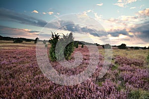 Sunset over flowering heather