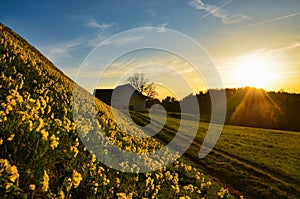 Sunset over the forest with a lot of yellow blooming dandelions.Evening mood in Sternenberg Bauma in the Zurich Oberland