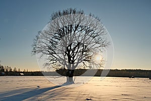 Sunset over forest observing Latvia