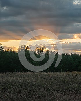 Sunset over forest with sun rays piercing clouds.