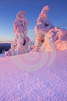 Sunset over frozen trees on a mountain, Finnish Lapland