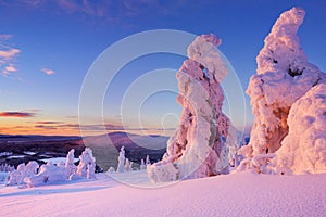 Sunset over frozen trees on a mountain, Finnish Lapland photo