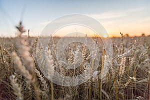 Sunset over Golden Wheat Field in Normandy - Portrait version