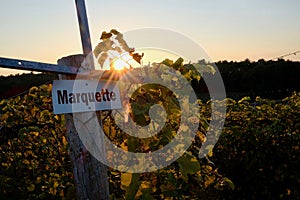 Sunset Over Grape Vines in Vineyard