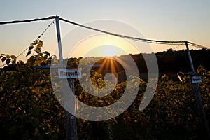 Sunset Over Grape Vines in Vineyard