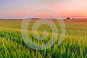 Sunset over a green barley field