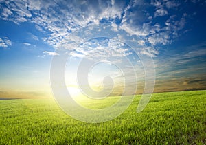 Sunset over green crops