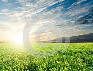 Sunset over green crops