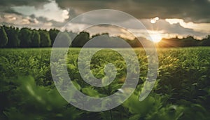 a sunset over a green field with the sun shining through the clouds, wind moving green grass